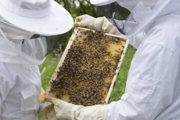 Bee Keeping Project