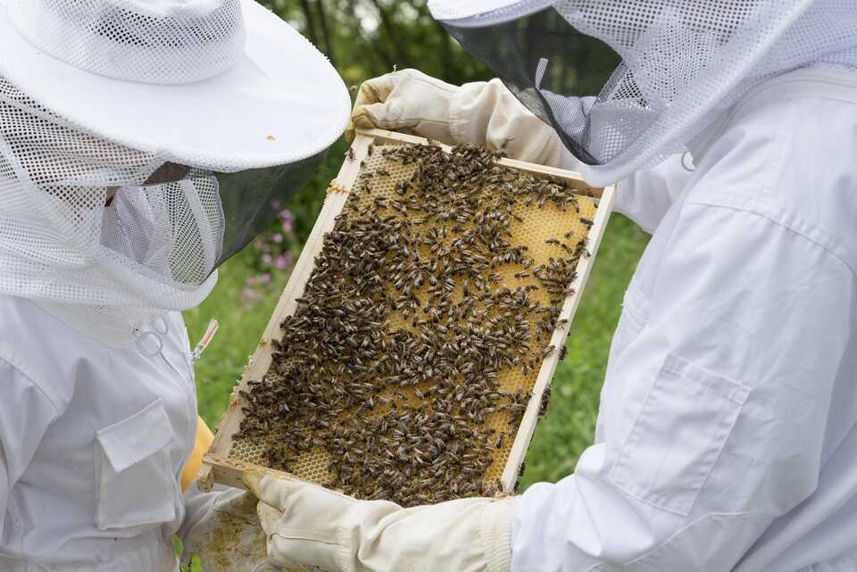 beescaled Bee keeping project